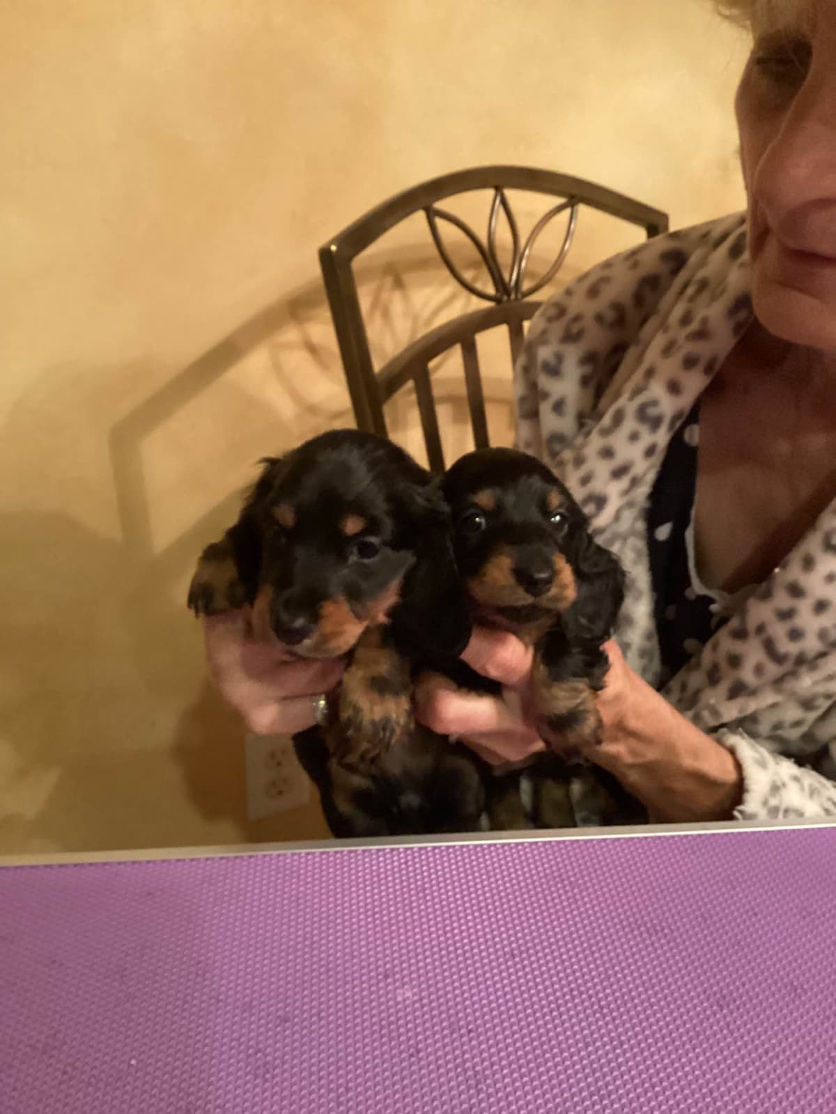 Dachshund Puppies breeder image 4