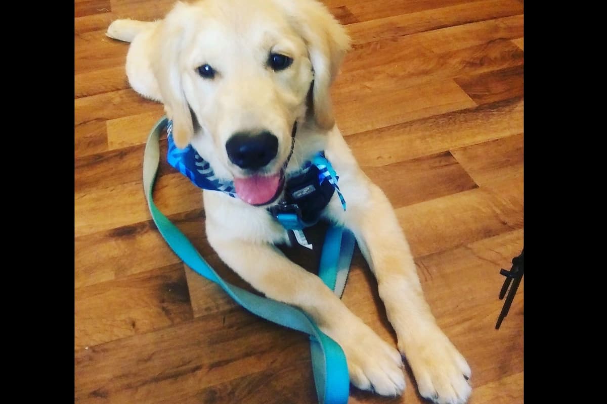 Calm Golden Retriever Puppies – Started puppies for easy transition breeder image 4