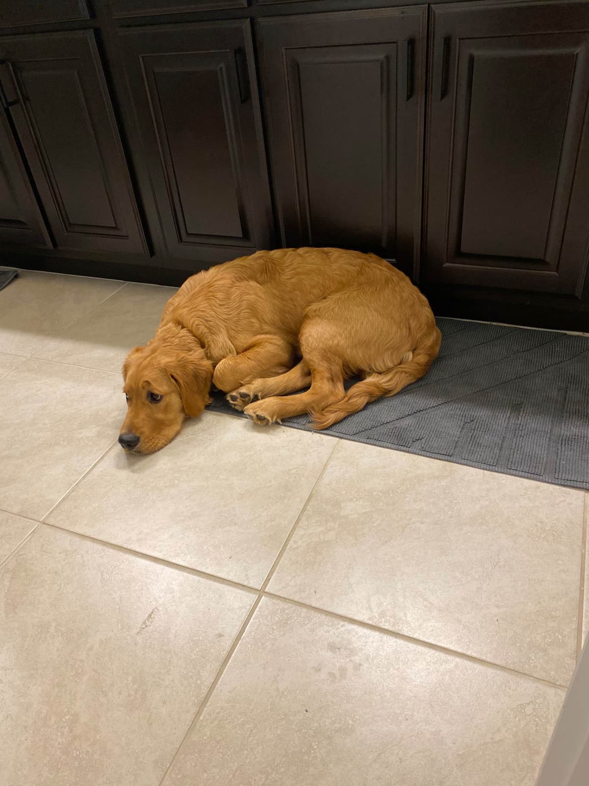 Calm Golden Retriever Puppies – Started puppies for easy transition breeder image 6