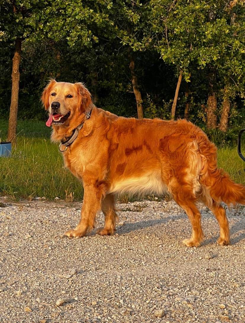 Calm Golden Retriever Puppies – Started puppies for easy transition breeder image 1