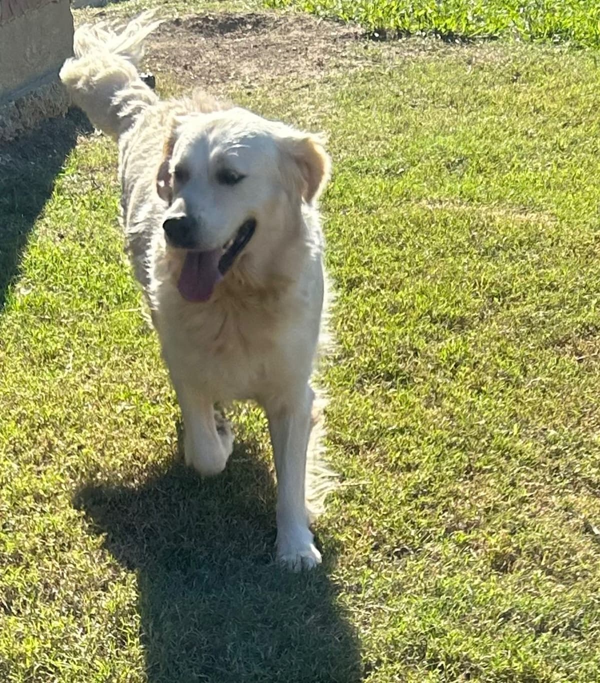 Calm Golden Retriever Puppies – Started puppies for easy transition breeder image 10