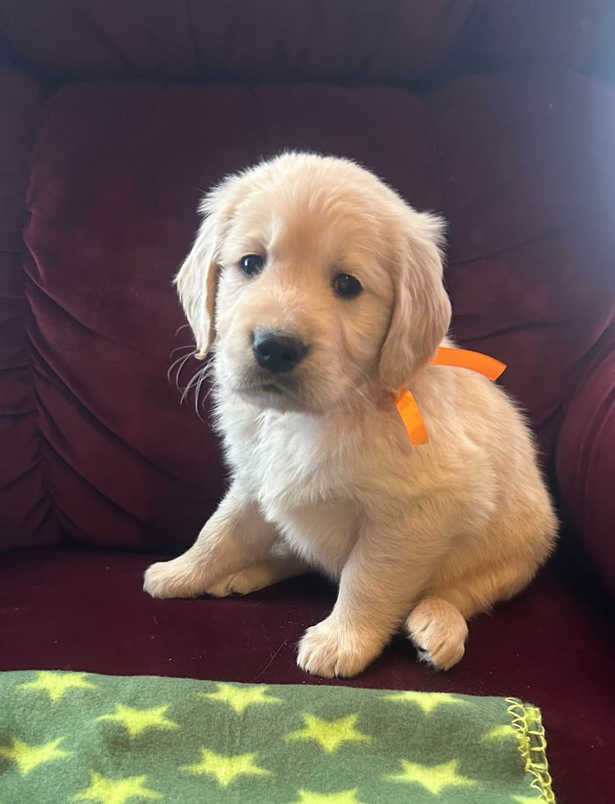 Calm Golden Retriever Puppies – Started puppies for easy transition breeder image 11