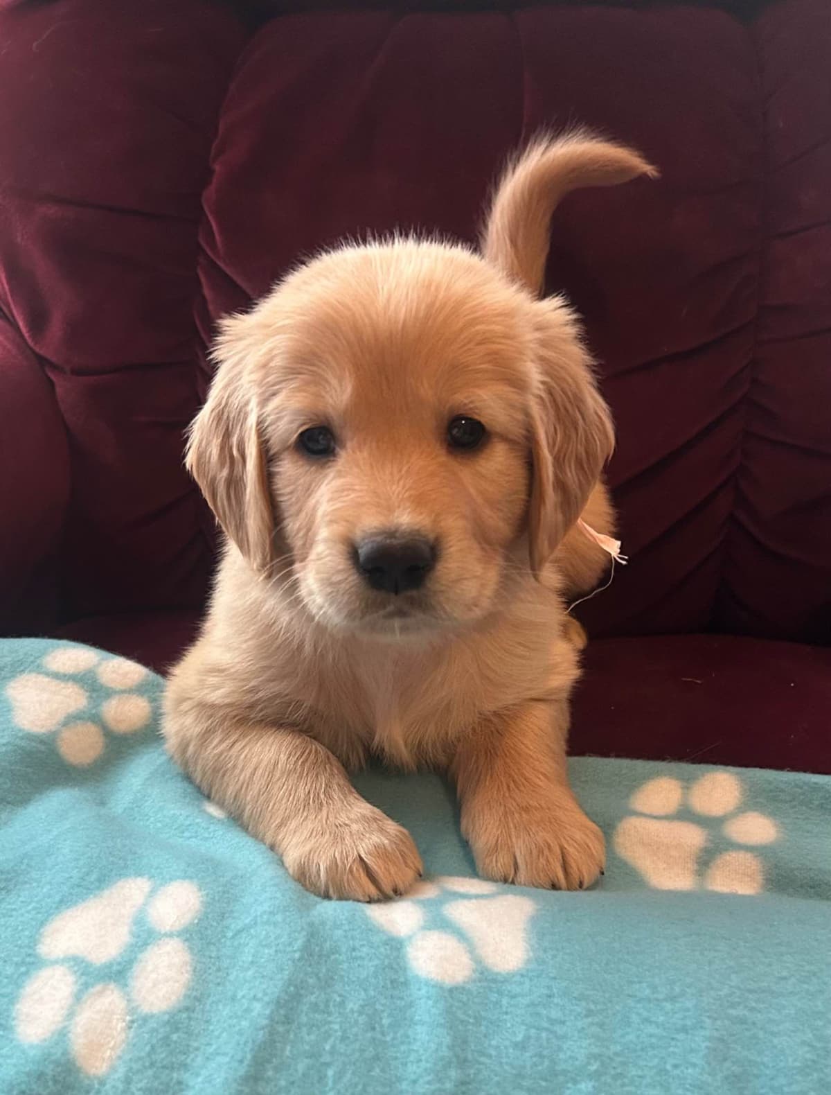 Calm Golden Retriever Puppies – Started puppies for easy transition breeder image 13