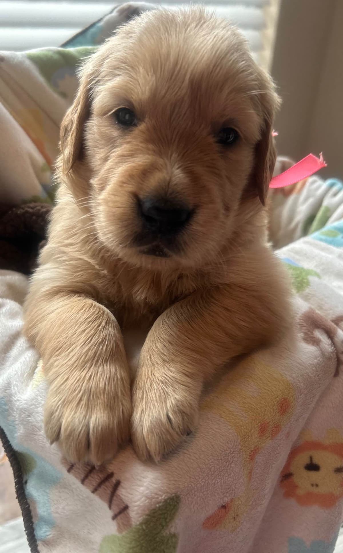 Calm Golden Retriever Puppies – Started puppies for easy transition breeder image 14