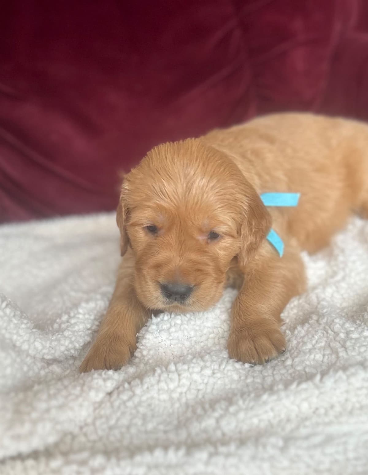 Calm Golden Retriever Puppies – Started puppies for easy transition breeder image 15