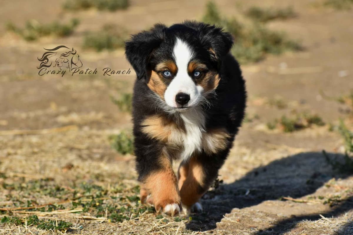 Miniature American Shepherd Puppies breeder image 4