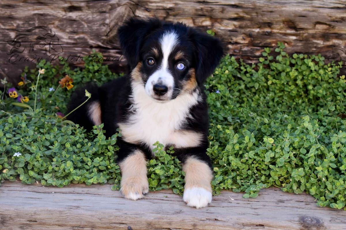 Miniature American Shepherd Puppies breeder image 5