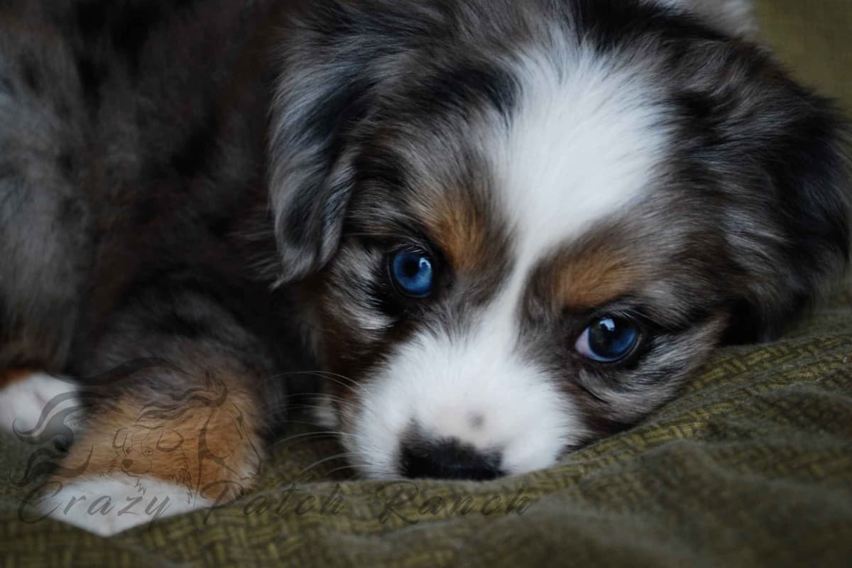 Miniature American Shepherd Puppies breeder image 6