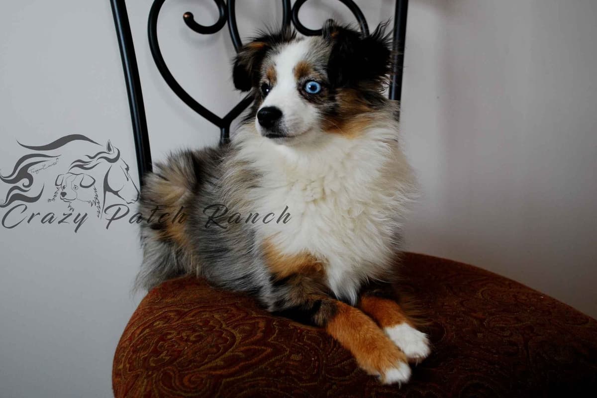 Miniature American Shepherd Puppies breeder image 7