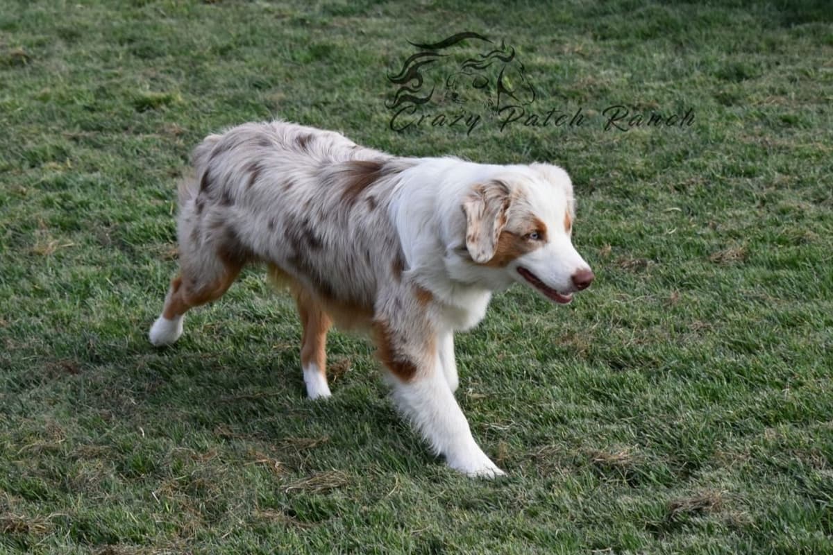 Miniature American Shepherd Puppies breeder image 8