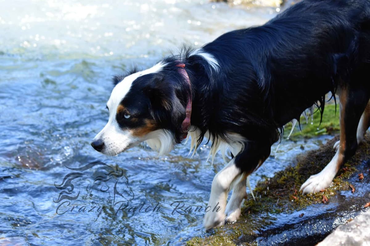 Miniature American Shepherd Puppies breeder image 10