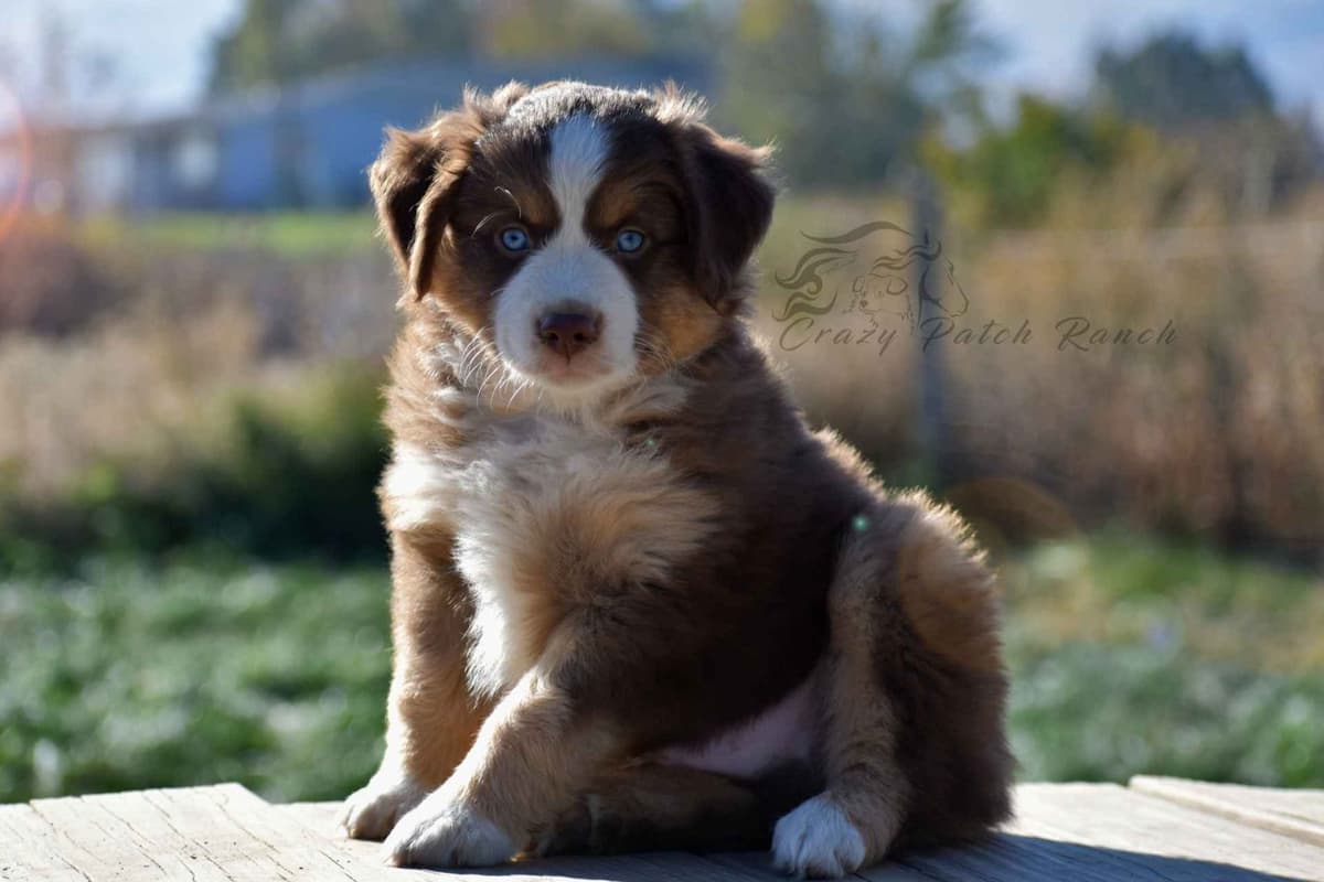 Miniature American Shepherd Puppies breeder image 11