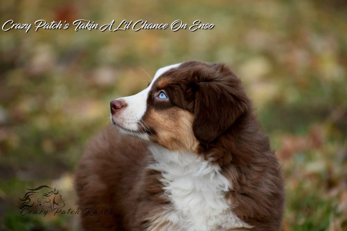 Miniature American Shepherd Puppies breeder image 12