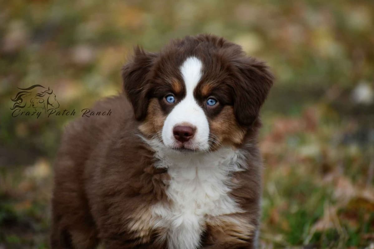 Miniature American Shepherd Puppies breeder image 3