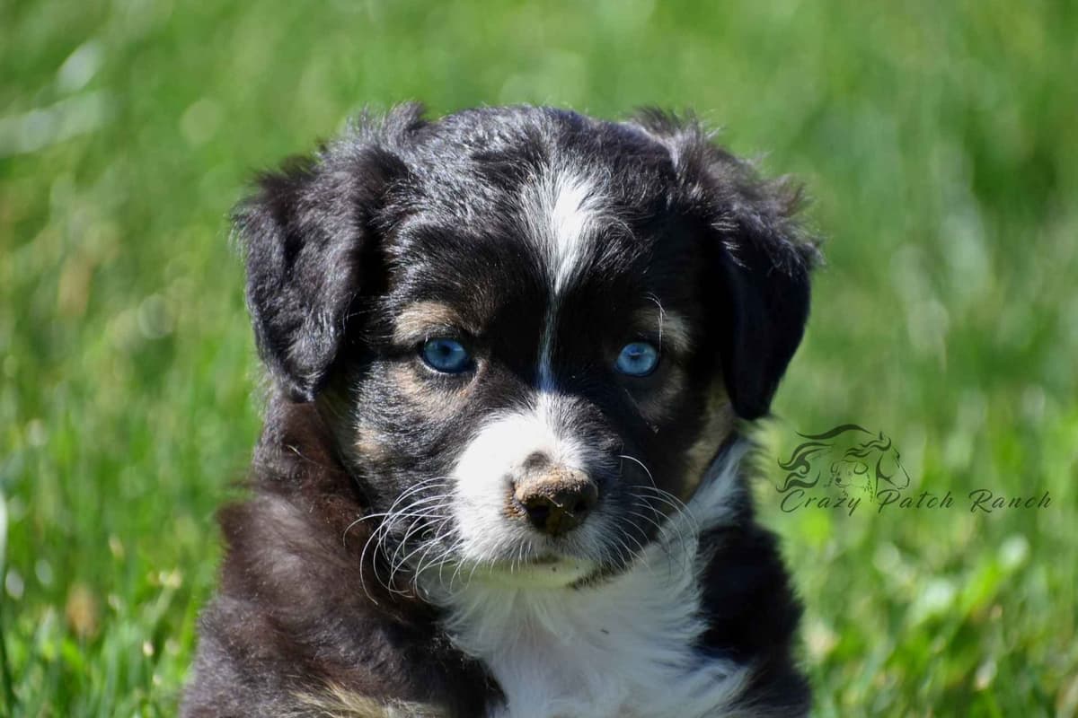 Miniature American Shepherd Puppies breeder image 13
