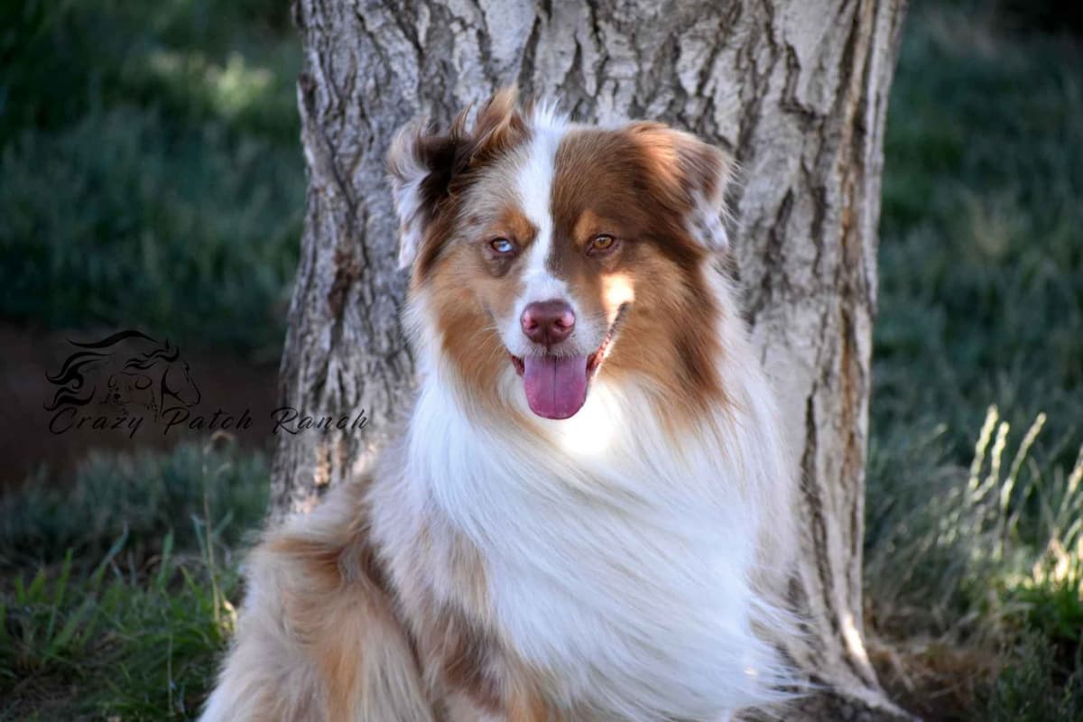 Miniature American Shepherd Puppies breeder image 14