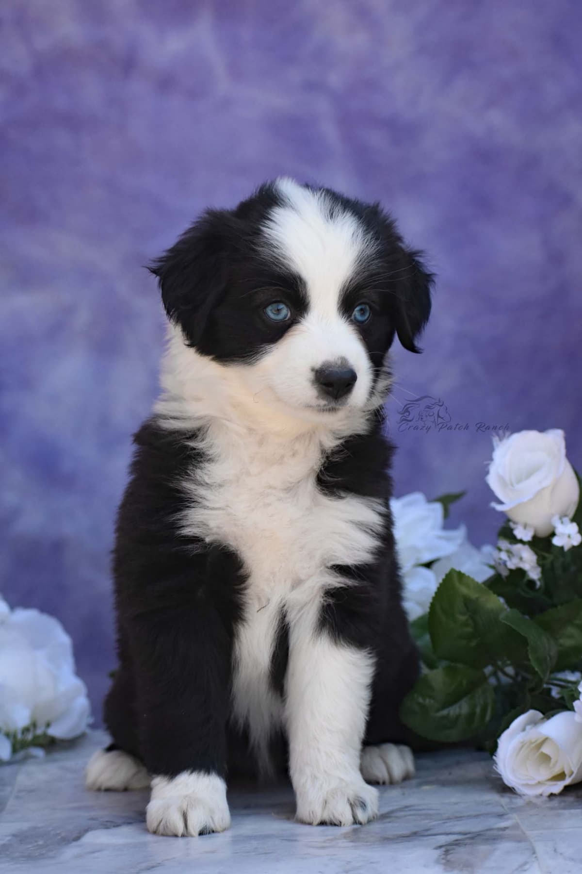 Miniature American Shepherd Puppies breeder image 18