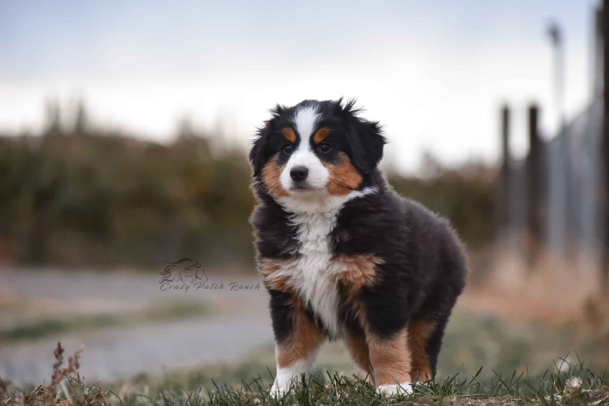 Miniature American Shepherd Puppies breeder image 20