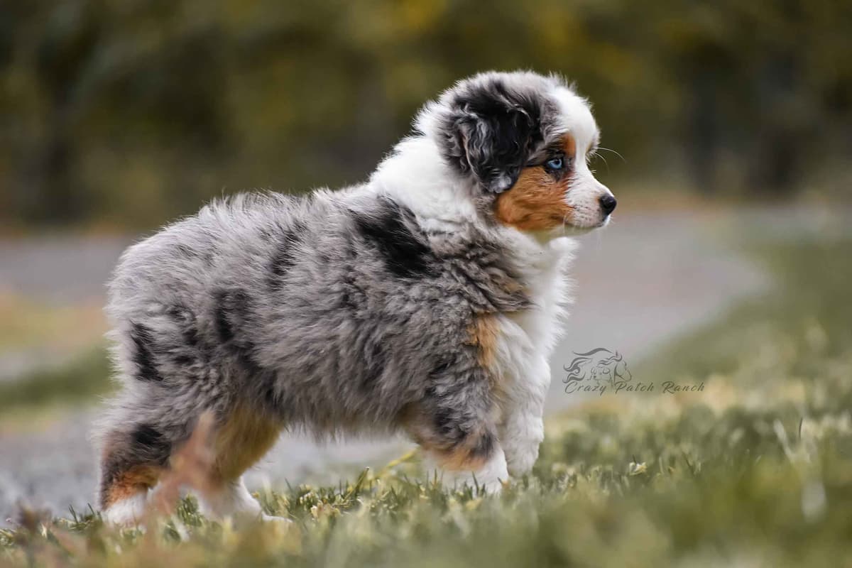Miniature American Shepherd Puppies breeder image 21