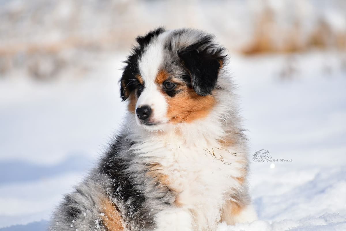 Miniature American Shepherd Puppies breeder image 2