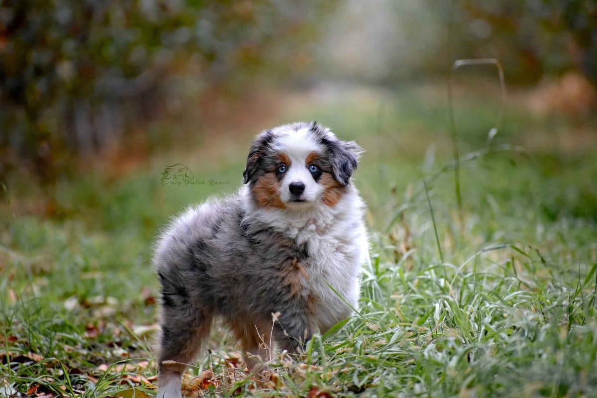 Miniature American Shepherd Puppies breeder image 1