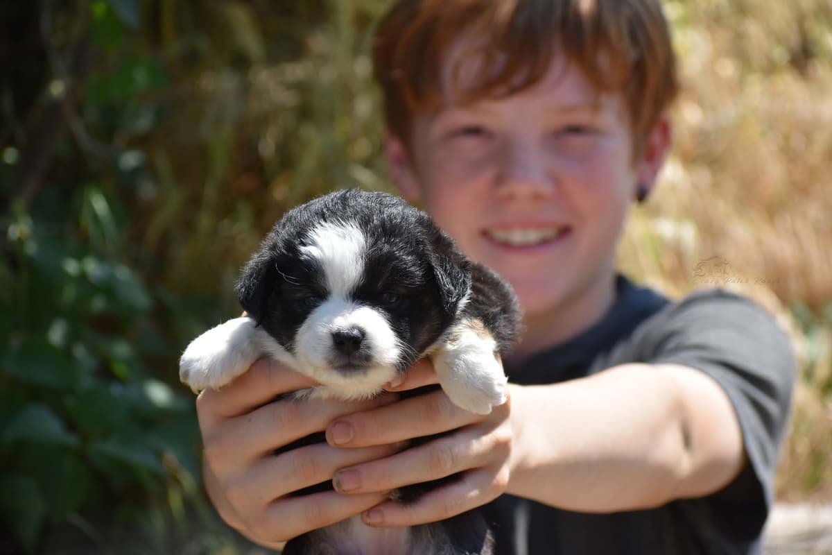 Miniature American Shepherd Puppies breeder image 22