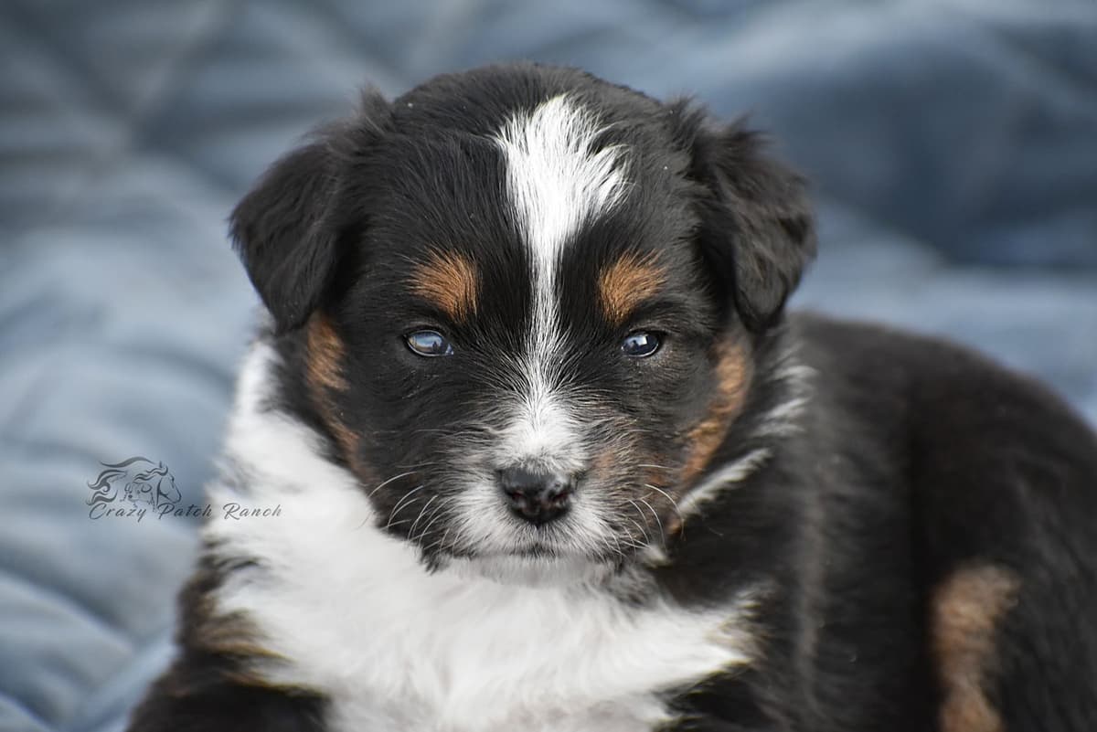 Miniature American Shepherd Puppies breeder image 23