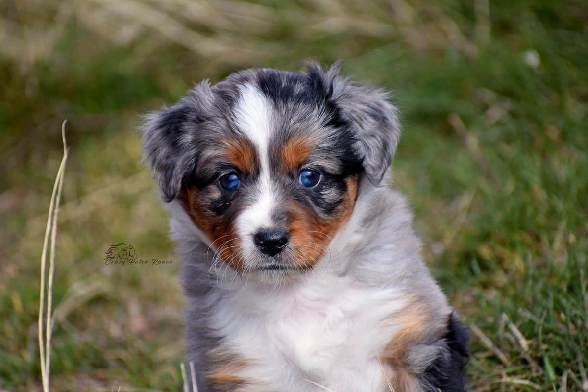 Miniature American Shepherd Puppies breeder image 26