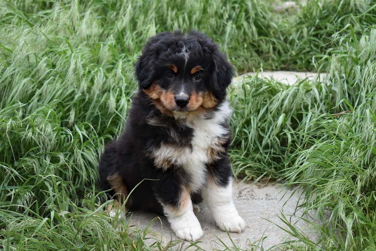 Miniature American Shepherd Puppies breeder image 28