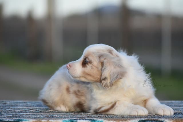 Miniature American Shepherd Puppies media 2