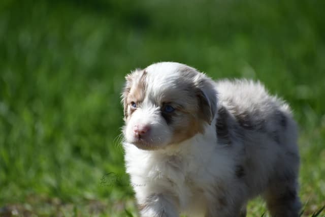 Miniature American Shepherd Puppies media 3