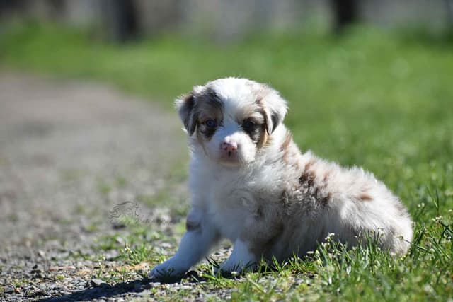 Miniature American Shepherd Puppies media 4