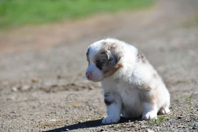 Miniature American Shepherd Puppies media 5