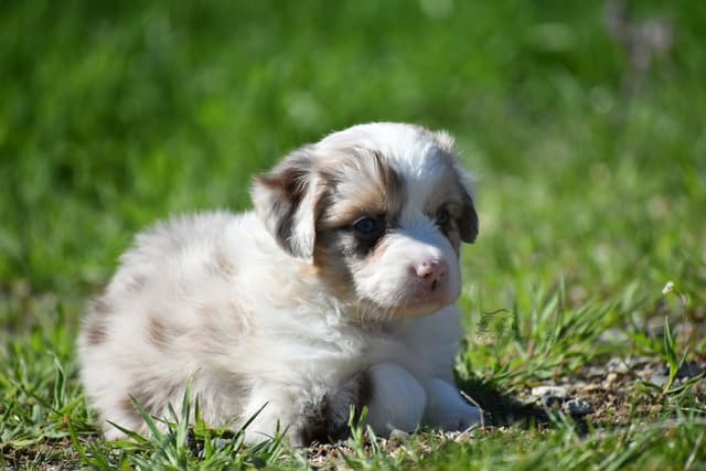 Miniature American Shepherd Puppies media 6