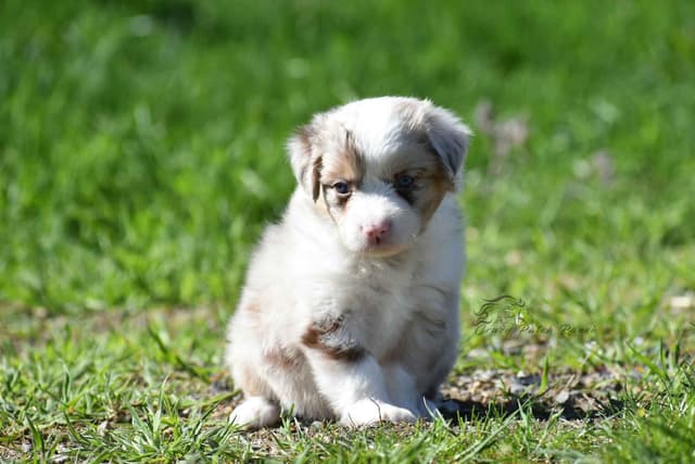 Miniature American Shepherd Puppies media 7