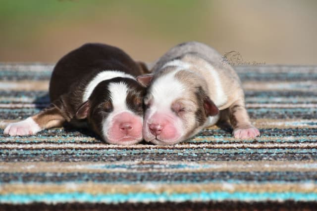 Miniature American Shepherd Puppies media 3