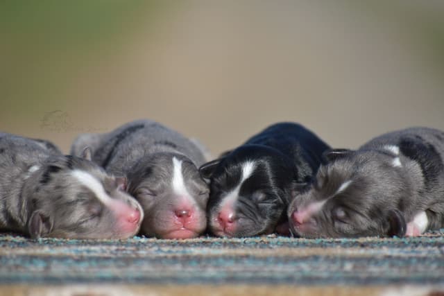 Miniature American Shepherd Puppies media 12