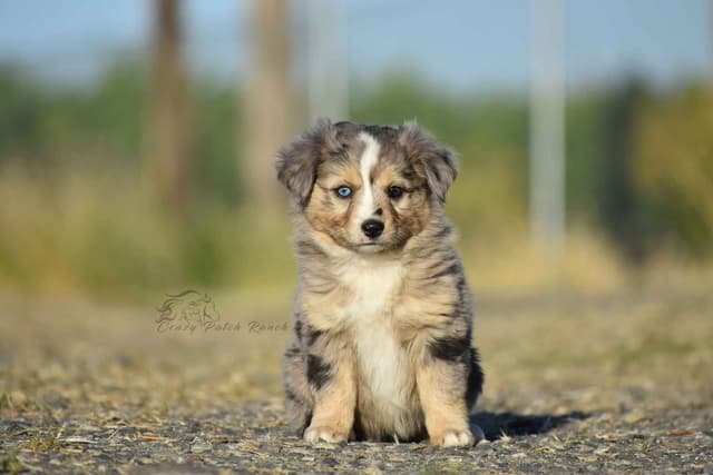 Miniature American Shepherd Puppies media 4