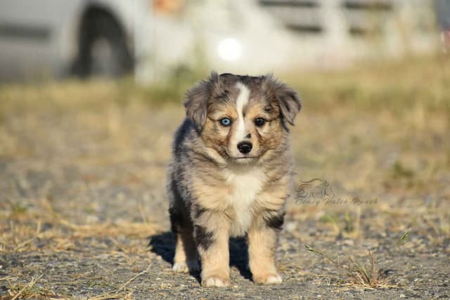 Miniature American Shepherd Puppies media 3