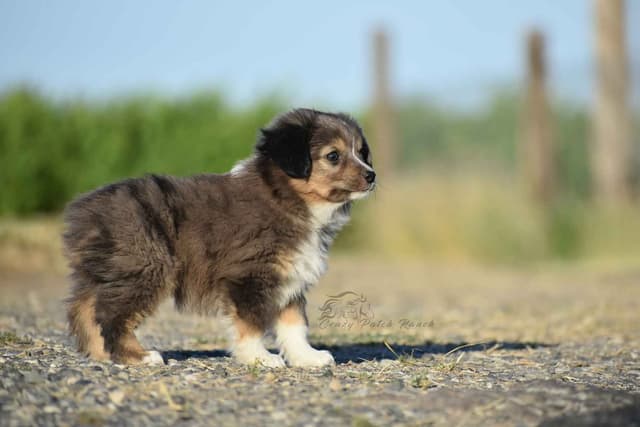 Miniature American Shepherd Puppies media 2