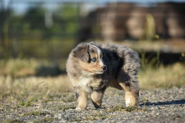 Miniature American Shepherd Puppies media 7