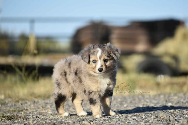 Miniature American Shepherd Puppies media 10