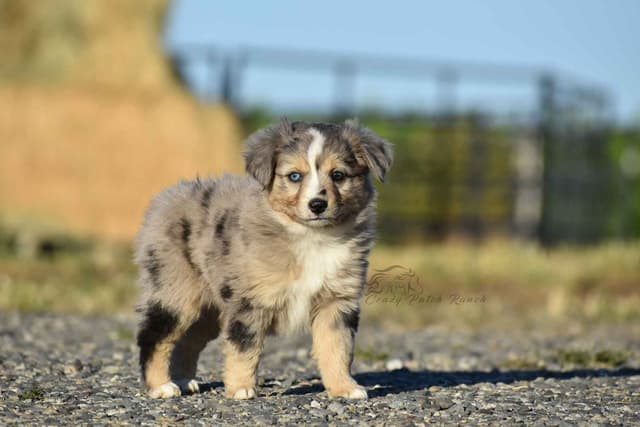 Miniature American Shepherd Puppies media 8