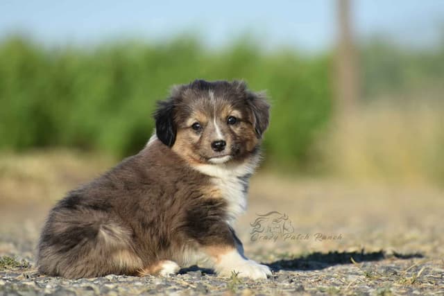Miniature American Shepherd Puppies media 6