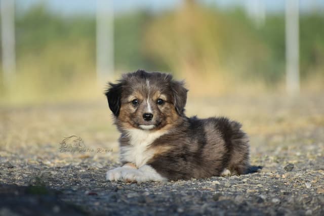 Miniature American Shepherd Puppies media 5