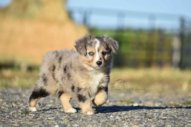 Miniature American Shepherd Puppies media 11