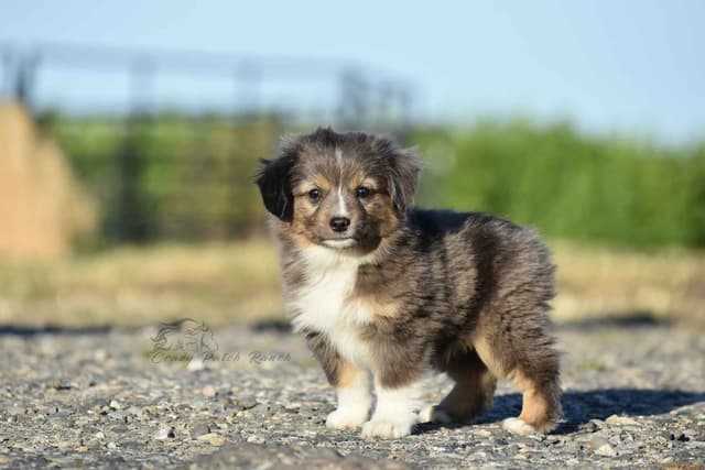 Miniature American Shepherd Puppies media 9