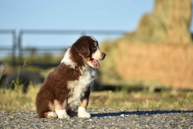 Miniature American Shepherd Puppies media 2