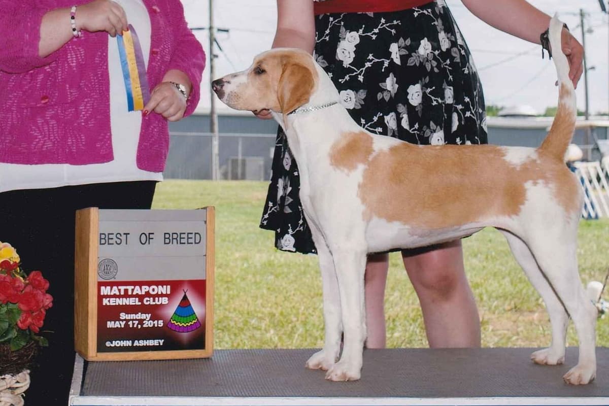 Beagles - Females breeder image 1