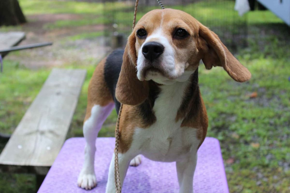 Beagles - Females breeder image 3